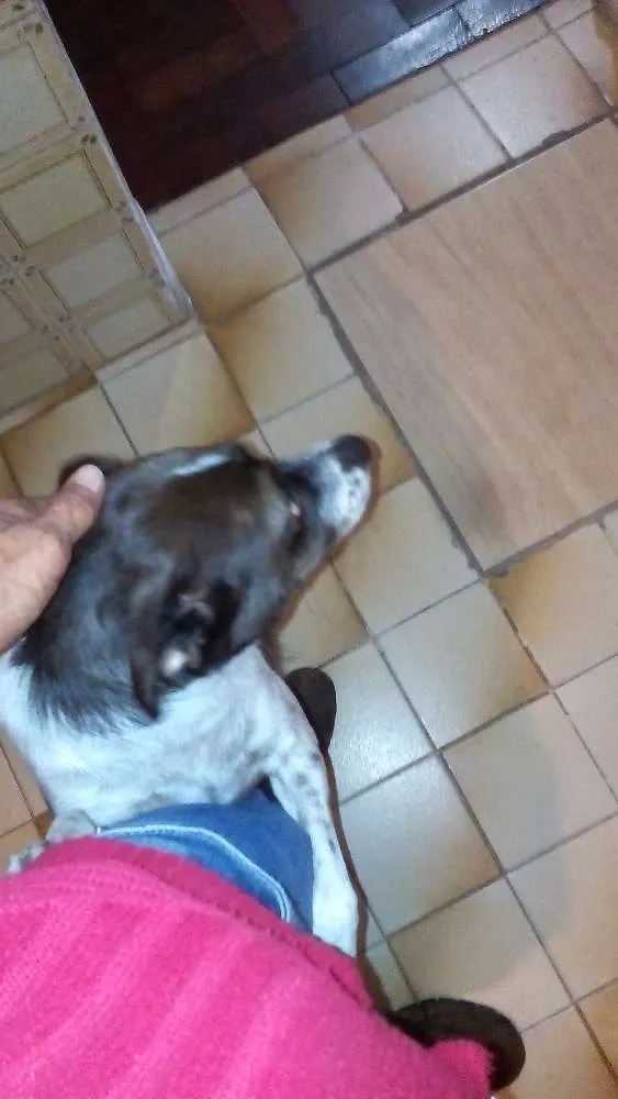 Cachorro ra a Vira lata  idade 7 a 11 meses nome Kiara