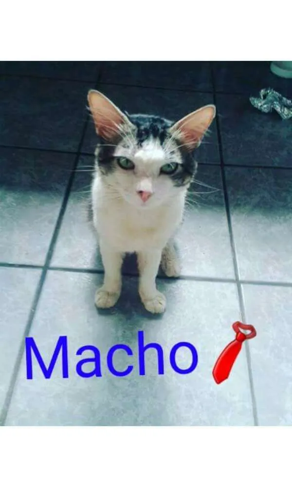 Gato ra a  idade 2 anos nome Bartolomeu e Amora