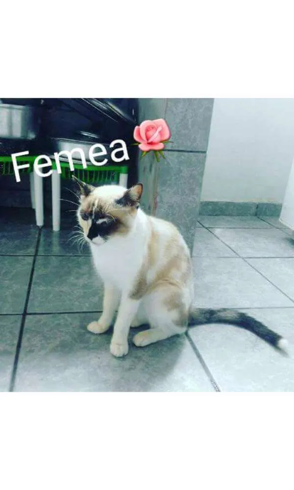 Gato ra a  idade 2 anos nome Bartolomeu e Amora