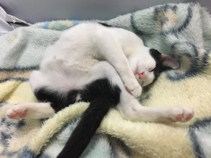 Gato ra a SRD idade 2 a 6 meses nome Chantilly