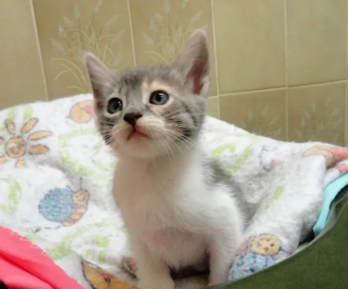 Gato ra a São Bernardo idade Abaixo de 2 meses nome Lorrane