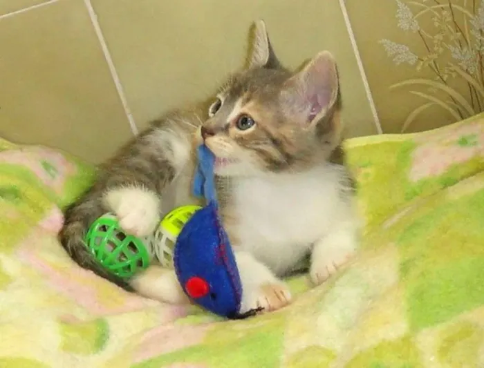 Gato ra a São Bernardo idade Abaixo de 2 meses nome Lorrane