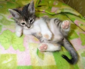 Gato raça São Bernardo idade Abaixo de 2 meses nome Lorrane