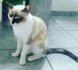 Gato raça  idade 2 anos nome Bartolomeu e Amora