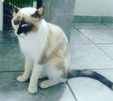 Gato ra a  idade 2 anos nome Bartolomeu e Amora