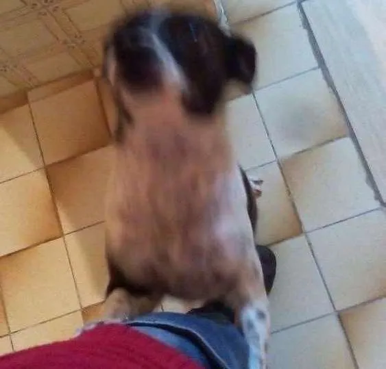Cachorro ra a Vira lata  idade 7 a 11 meses nome Kiara