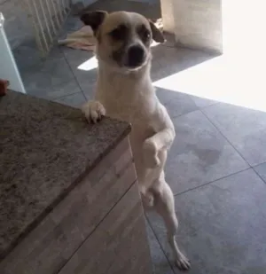 Cachorro raça SRD idade 5 anos nome FREDERICO