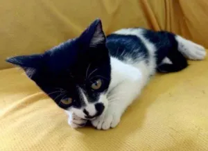 Gato raça  idade 2 a 6 meses nome Drico