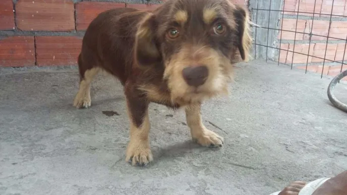 Cachorro ra a Poogle misturado com outra raça idade 2 anos nome Spaik