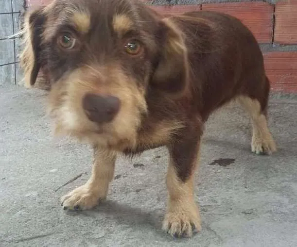 Cachorro ra a Poogle misturado com outra raça idade 2 anos nome Spaik