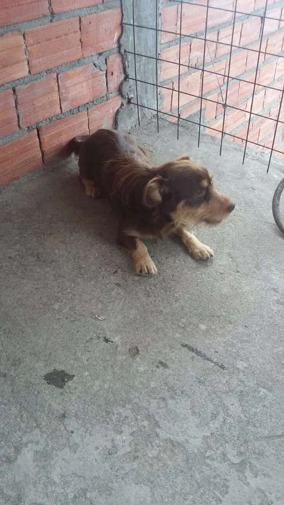 Cachorro ra a Poogle misturado com outra raça idade 2 anos nome Spaik