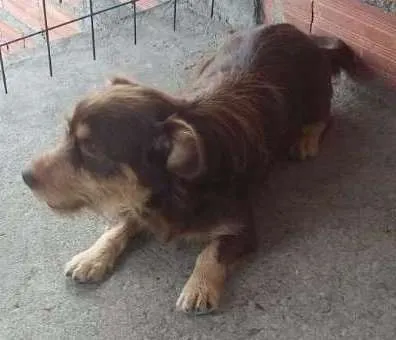 Cachorro ra a Poogle misturado com outra raça idade 2 anos nome Spaik