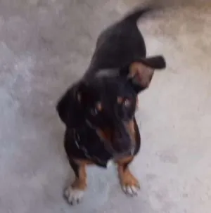 Cachorro raça Basset /mistico:tipo salsicha idade  nome Noah