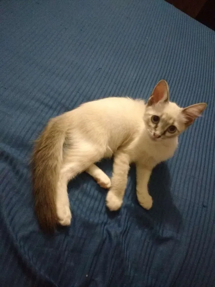 Gato ra a De rua idade 2 a 6 meses nome Serena