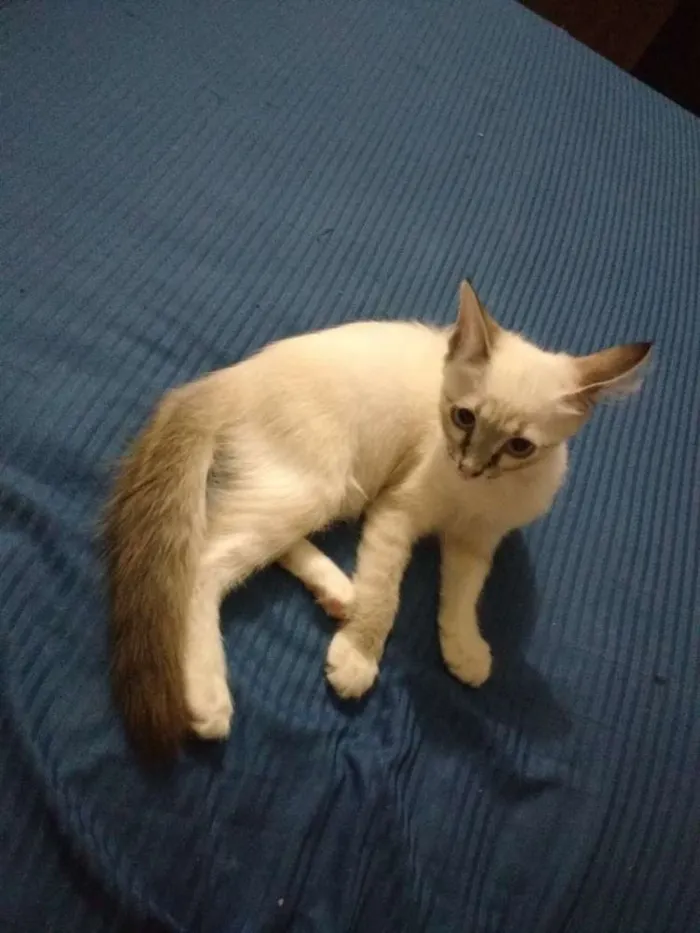 Gato ra a De rua idade 2 a 6 meses nome Serena