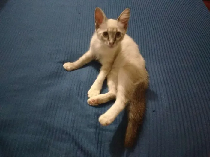 Gato ra a De rua idade 2 a 6 meses nome Serena