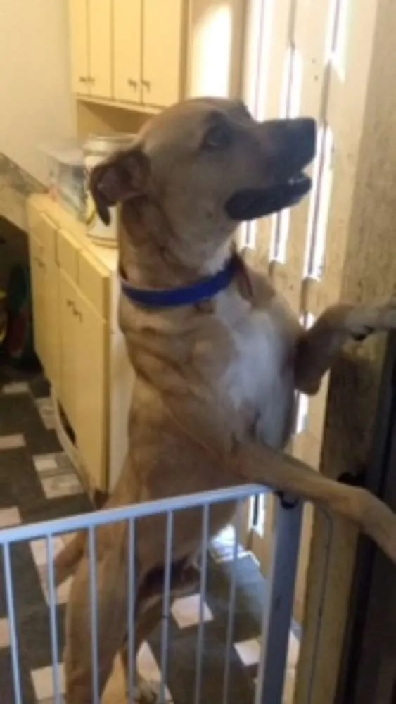 Cachorro ra a NÃO DEFINIDA idade 2 a 6 meses nome SHELDON
