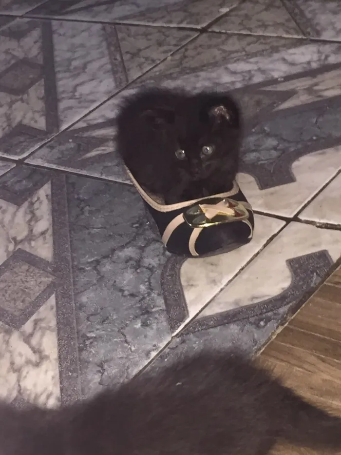 Gato ra a SRD idade 2 a 6 meses nome 4 gatinhos 