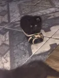 4 gatinhos