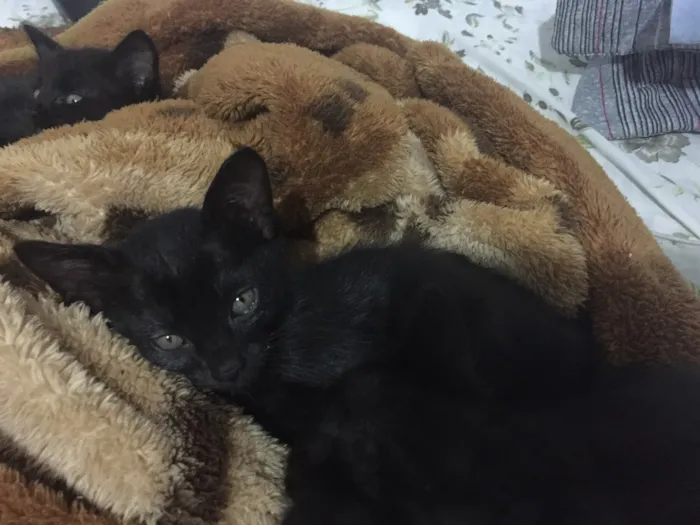 Gato ra a SRD idade 2 a 6 meses nome 4 gatinhos 