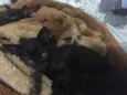 4 gatinhos