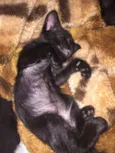 4 gatinhos