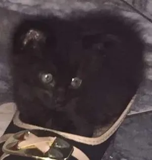 Gato raça SRD idade 2 a 6 meses nome 4 gatinhos 