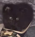 4 gatinhos