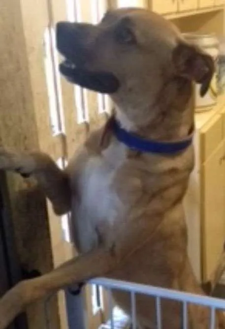 Cachorro ra a NÃO DEFINIDA idade 2 a 6 meses nome SHELDON
