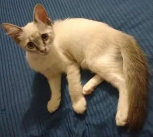Gato raça De rua idade 2 a 6 meses nome Serena