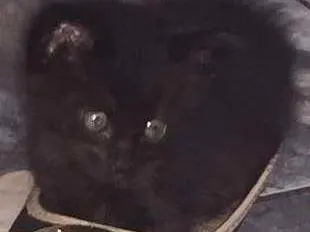Gato ra a SRD idade 2 a 6 meses nome 4 gatinhos 
