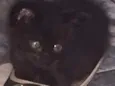 4 gatinhos