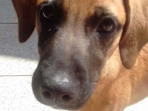 Cachorro ra a Srd (lembra um mastiff) idade 2 a 6 meses nome Lola