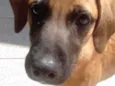 Lola