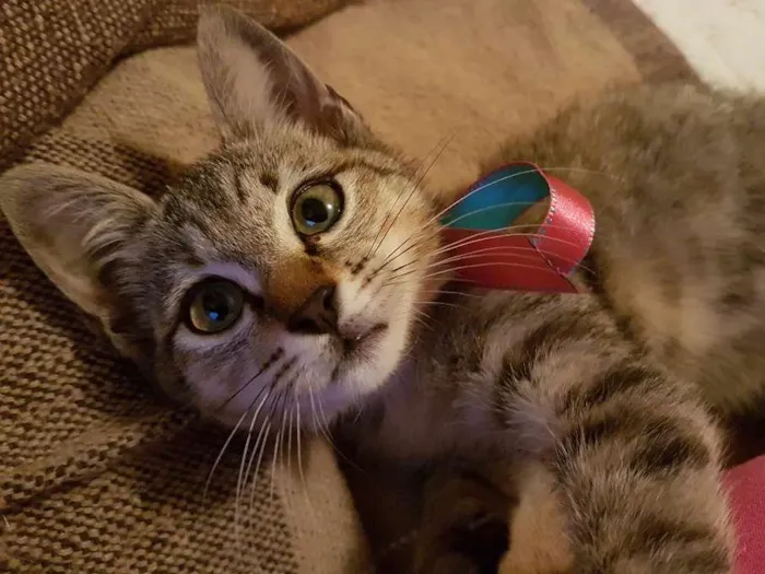 Gato ra a Srd idade 2 a 6 meses nome Sophie