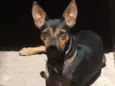 Belinha