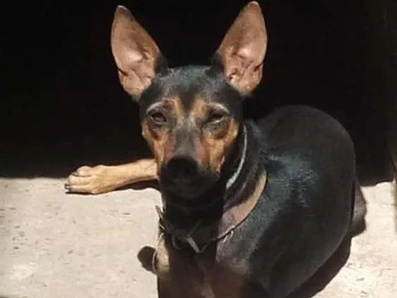 Cachorro raça mista idade 2 anos nome Belinha