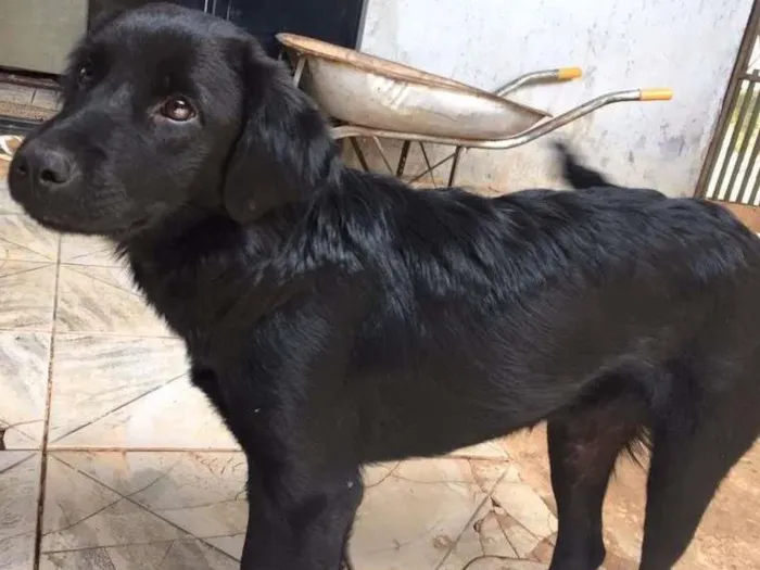 Cachorro ra a Vira lata idade 7 a 11 meses nome Pretinha
