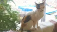 Mimizinha