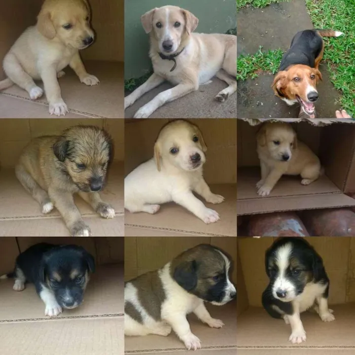 Cachorro ra a Vira lata idade Abaixo de 2 meses nome Filhotes