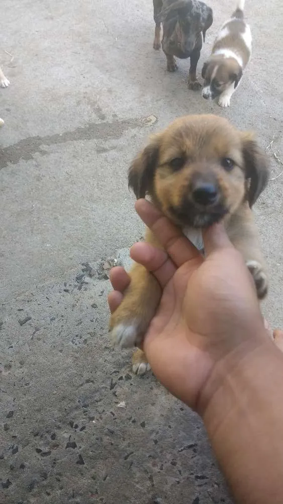 Cachorro ra a Vira lata idade Abaixo de 2 meses nome Filhotes