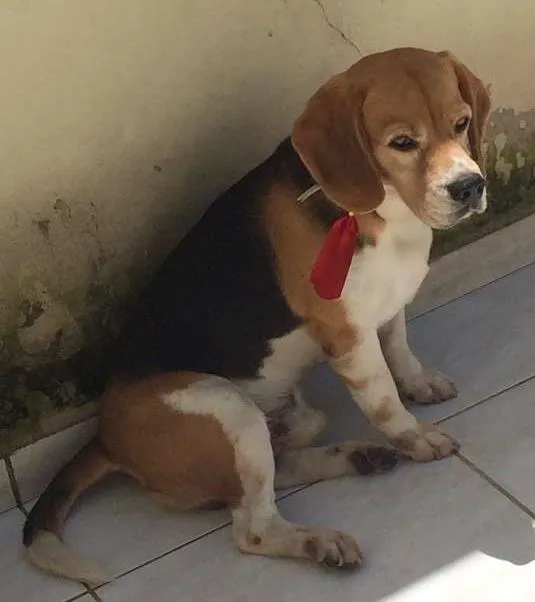 Cachorro ra a Beagle idade 6 ou mais anos nome Fred