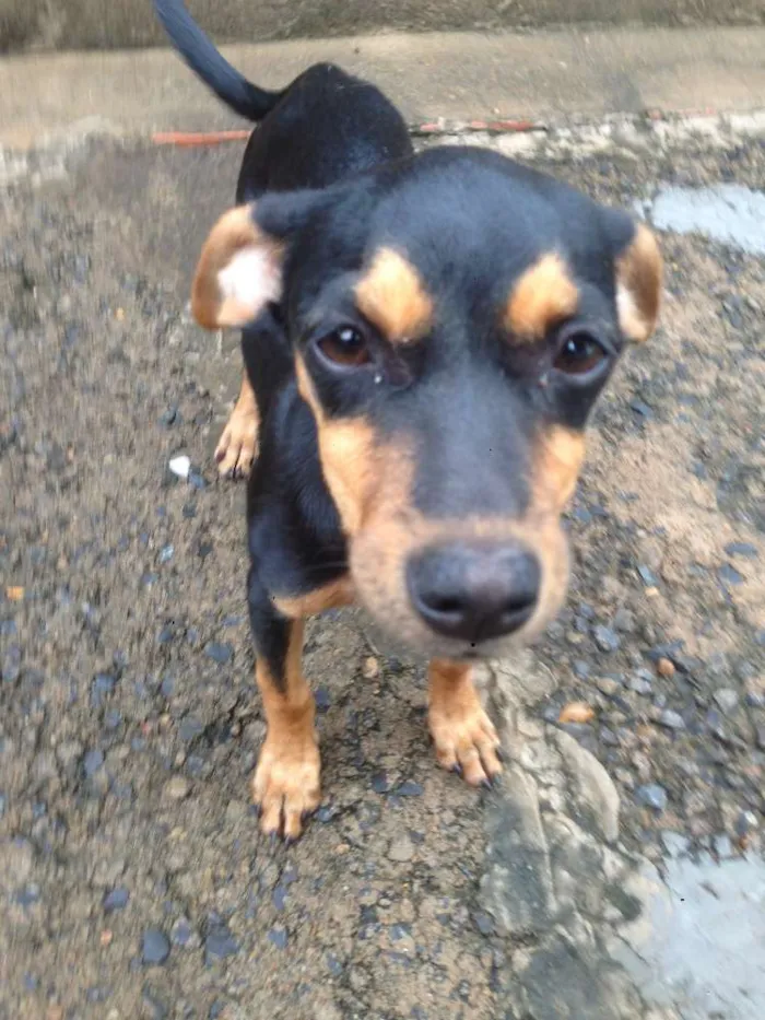 Cachorro ra a SRD idade 2 a 6 meses nome Kika