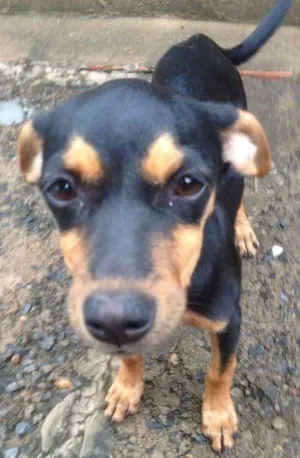 Cachorro raça SRD idade 2 a 6 meses nome Kika
