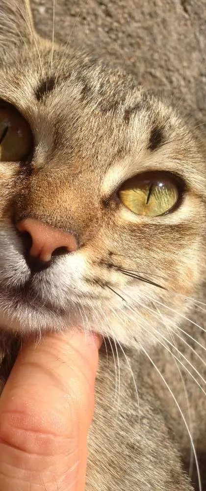 Gato ra a SRD idade 7 a 11 meses nome Mini