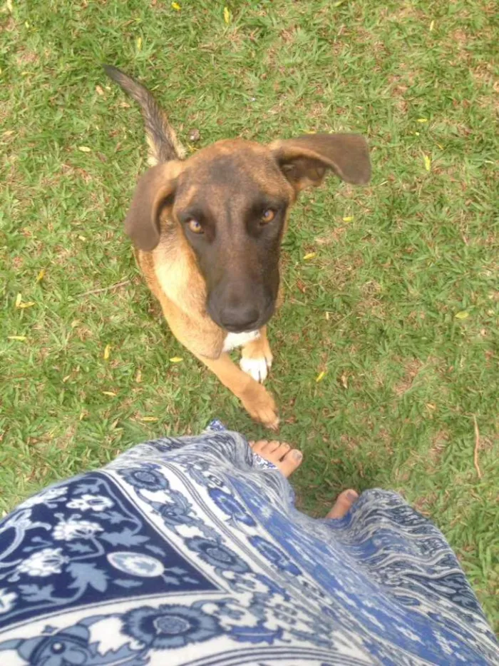 Cachorro ra a SRD idade 2 a 6 meses nome Thor