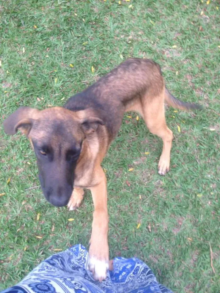 Cachorro ra a SRD idade 2 a 6 meses nome Thor
