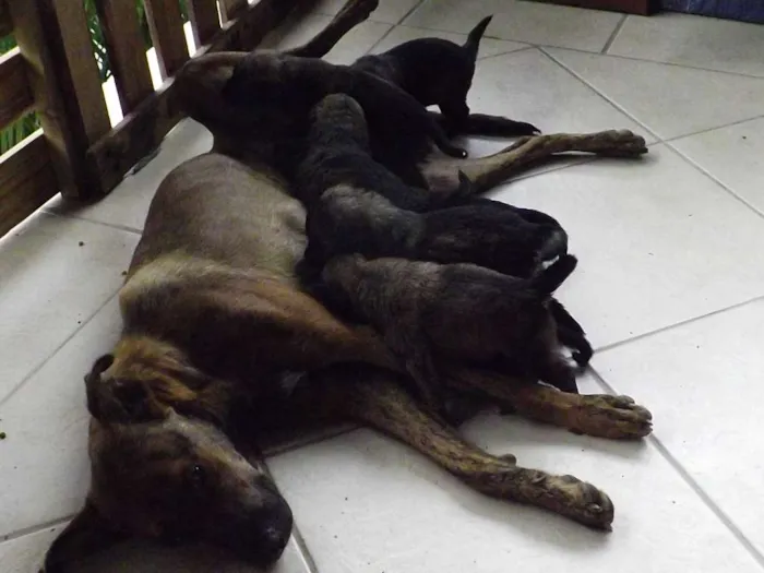 Cachorro ra a mestiços idade Abaixo de 2 meses nome ninhada