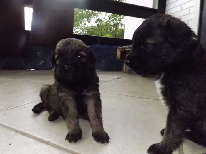 Cachorro ra a mestiços idade Abaixo de 2 meses nome ninhada