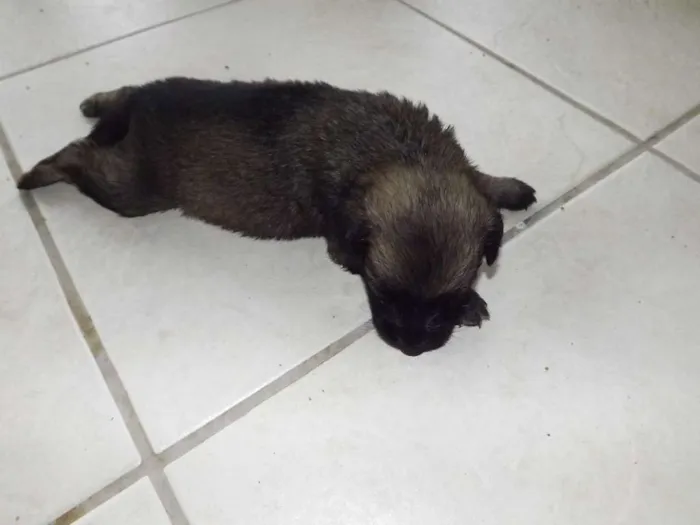 Cachorro ra a mestiços idade Abaixo de 2 meses nome ninhada